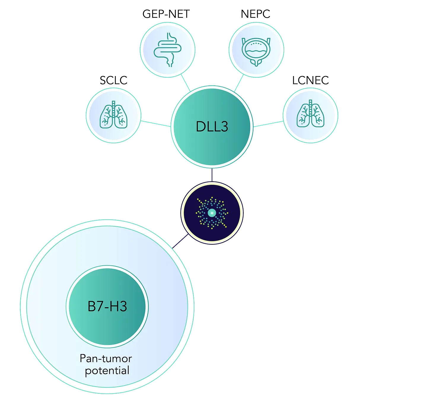 Targeting B7-H3 brings additional pan-tumor targeting potential to Mariana Oncology’s pipeline