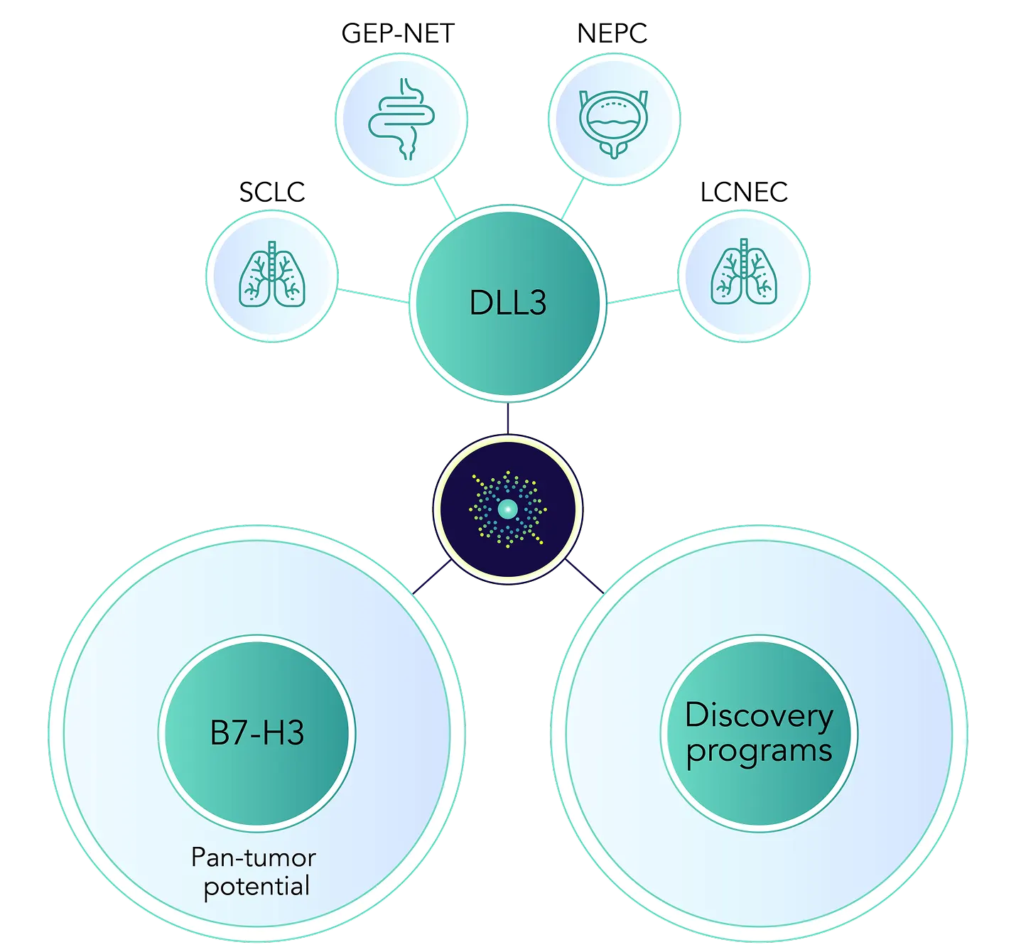 In addition to targeting DLL3 and B7-H3, Mariana Oncology is advancing a robust portfolio of early-stage programs each with the potential to address a broad range of cancers