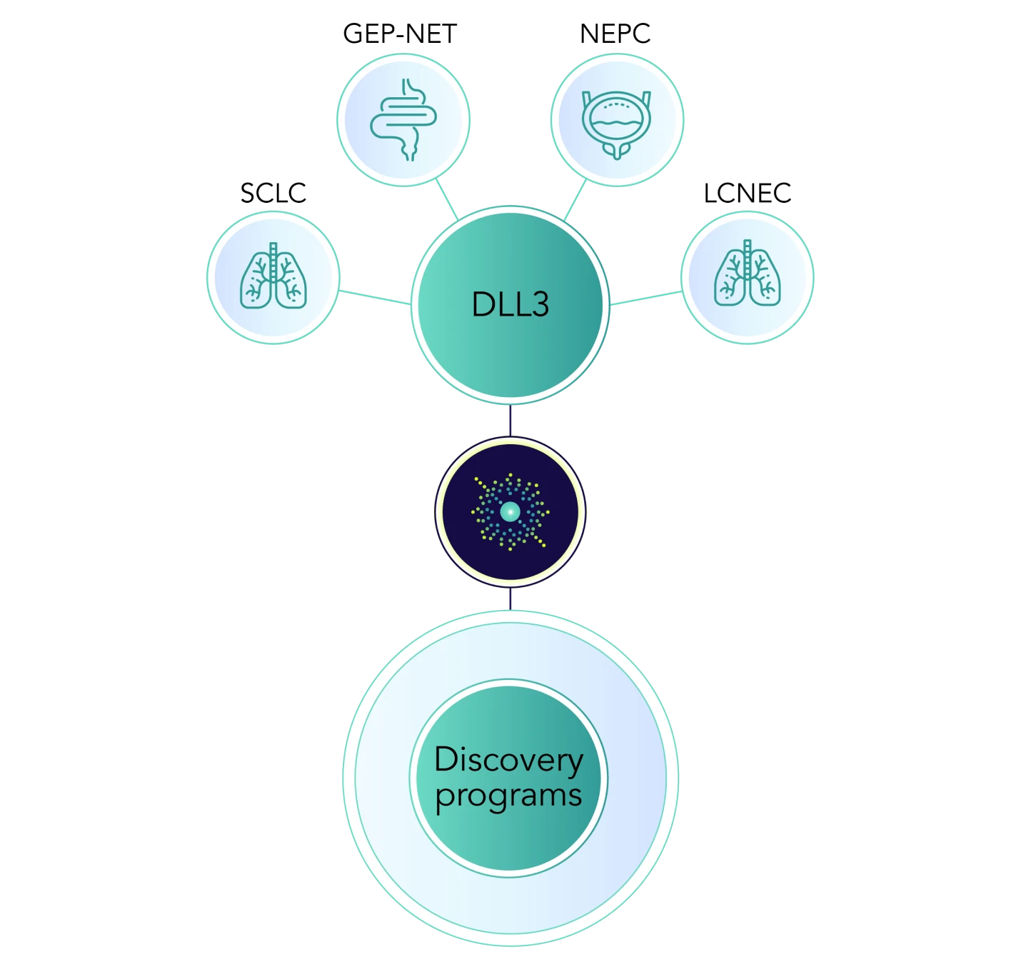 In addition to targeting DLL3, Mariana Oncology is advancing a robust portfolio of early-stage programs each with the potential to address a broad range of cancers
