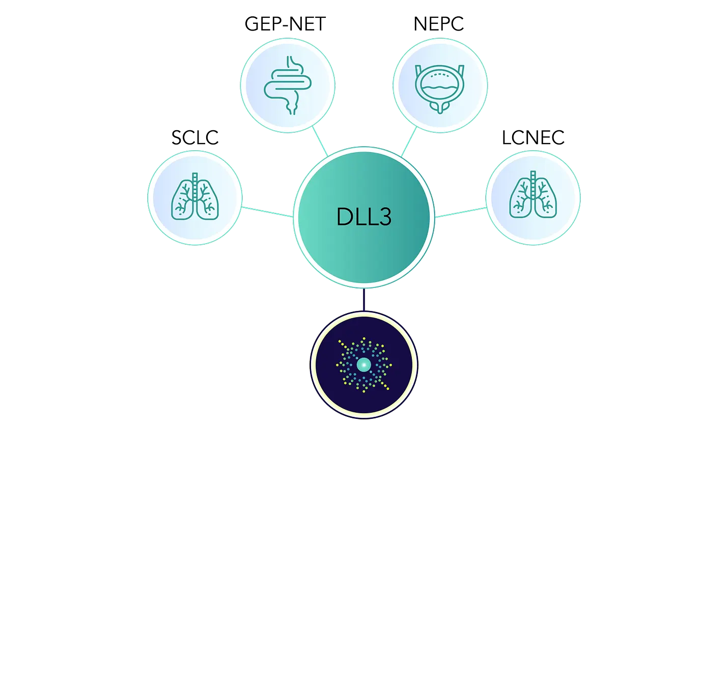 Targeting DLL3 offers potential to address indications such as small cell lung cancer, gastroenteropancreatic neuroendocrine tumors, neuroendocrine prostate cancer, and large cell neuroendocrine carcinoma