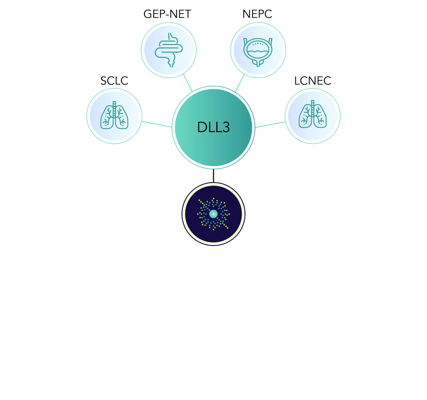 Targeting DLL3 offers potential to address indications such as small cell lung cancer, gastroenteropancreatic neuroendocrine tumors, neuroendocrine prostate cancer, and large cell neuroendocrine carcinoma